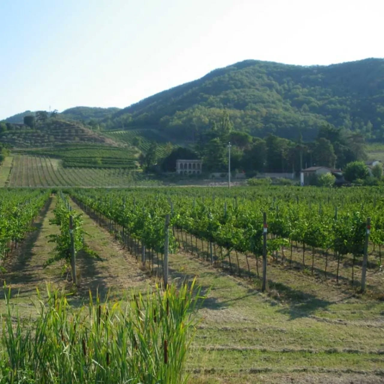 Società Agricola TERRE PREZIOSE