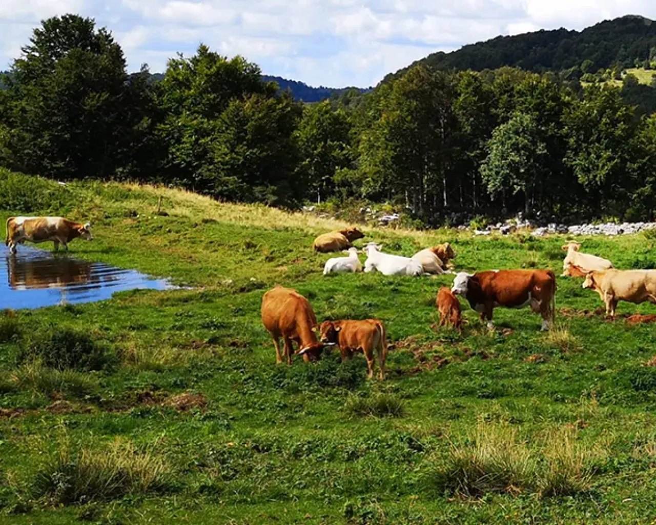 Fuori di Campo