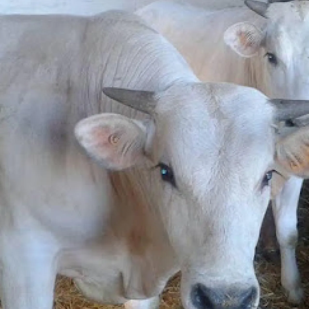 Societa' Agricola Romagnoli Attilio E Guglielmo