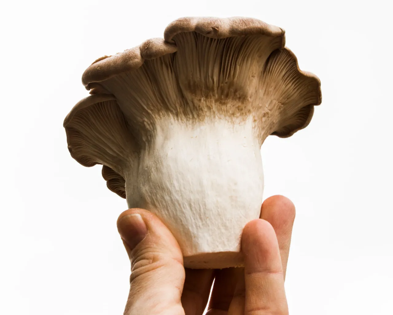 Natural Funghi