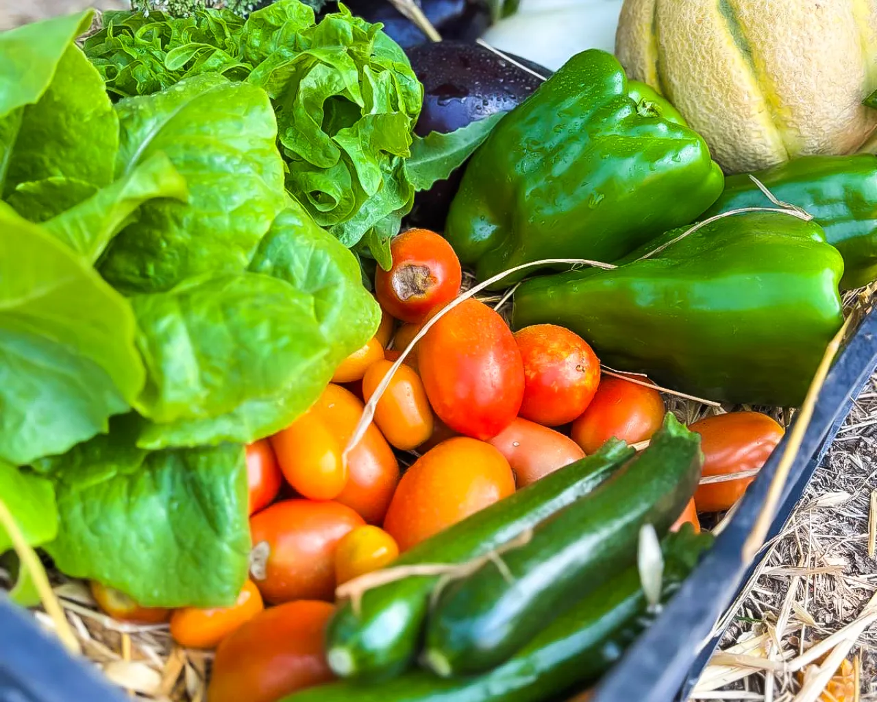 Orto del Sorriso - Cooperativa sociale agricola Ancona