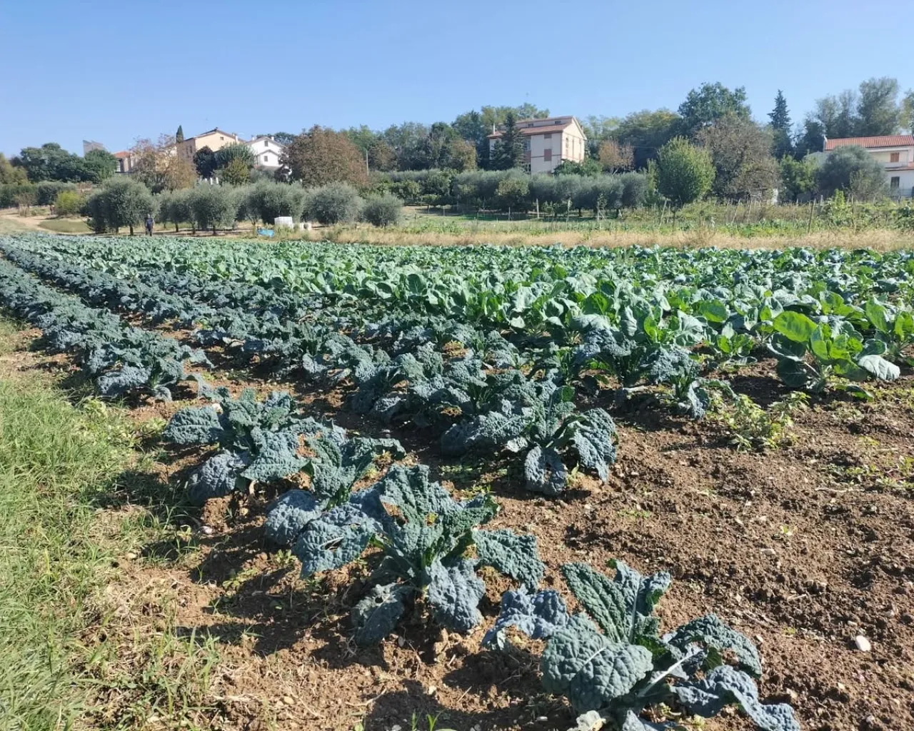 Orto del Sorriso - Cooperativa sociale agricola Jesi