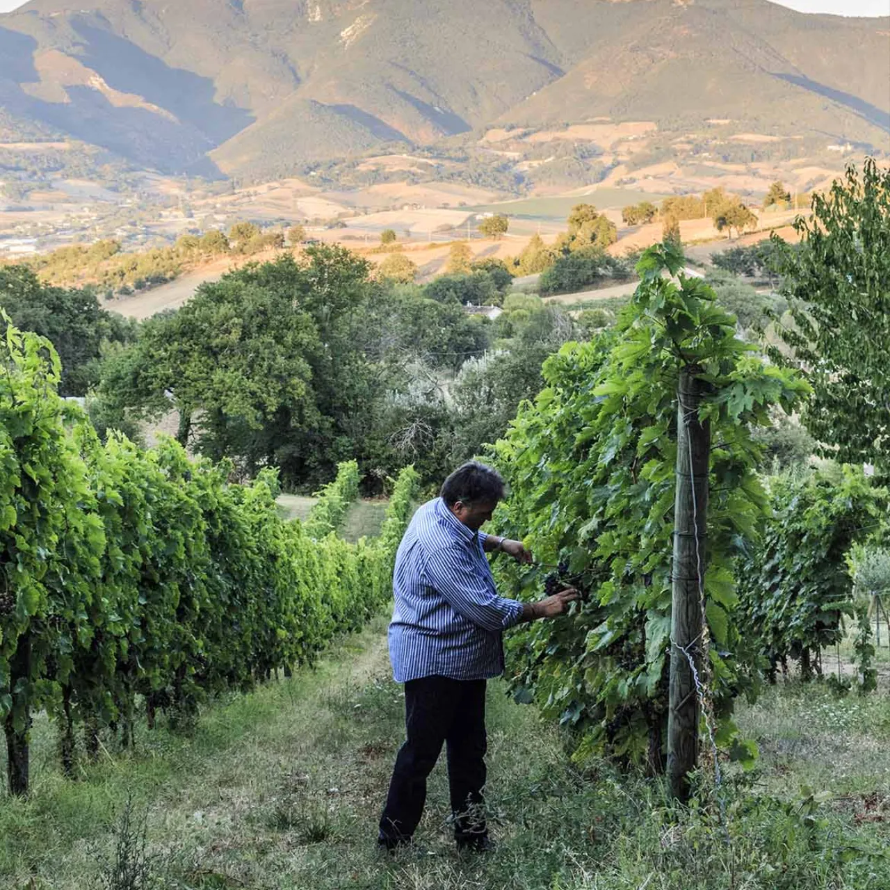 Cantina Valdimiro