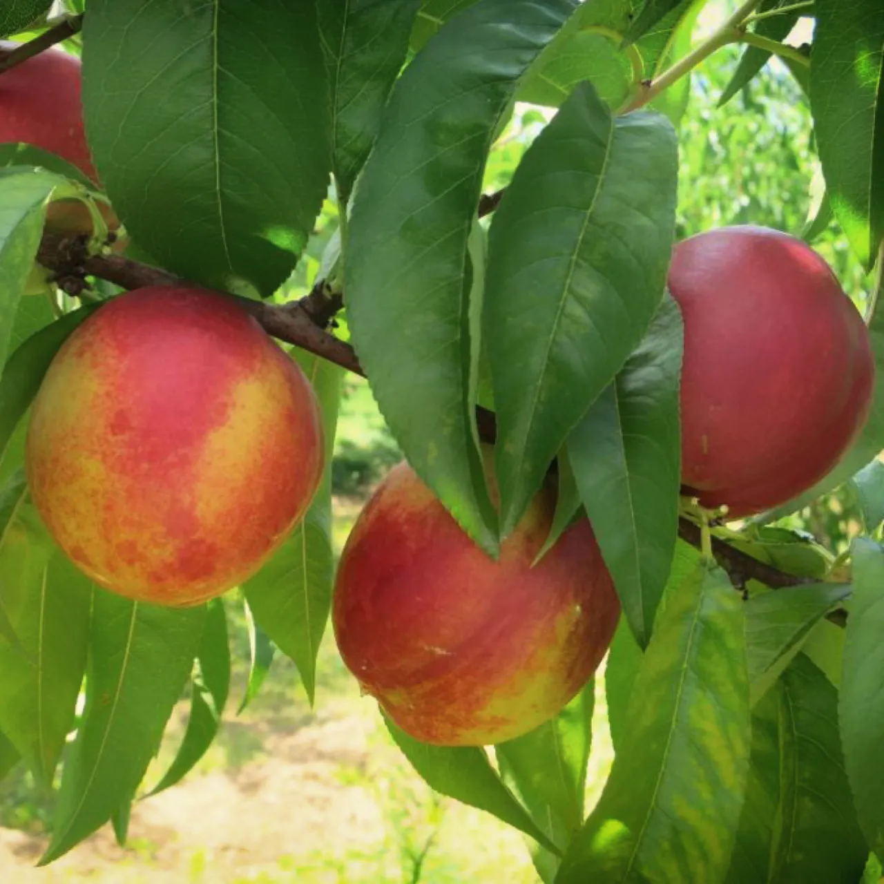 Azienda Agricola e Agriturismo Fior di Maggio