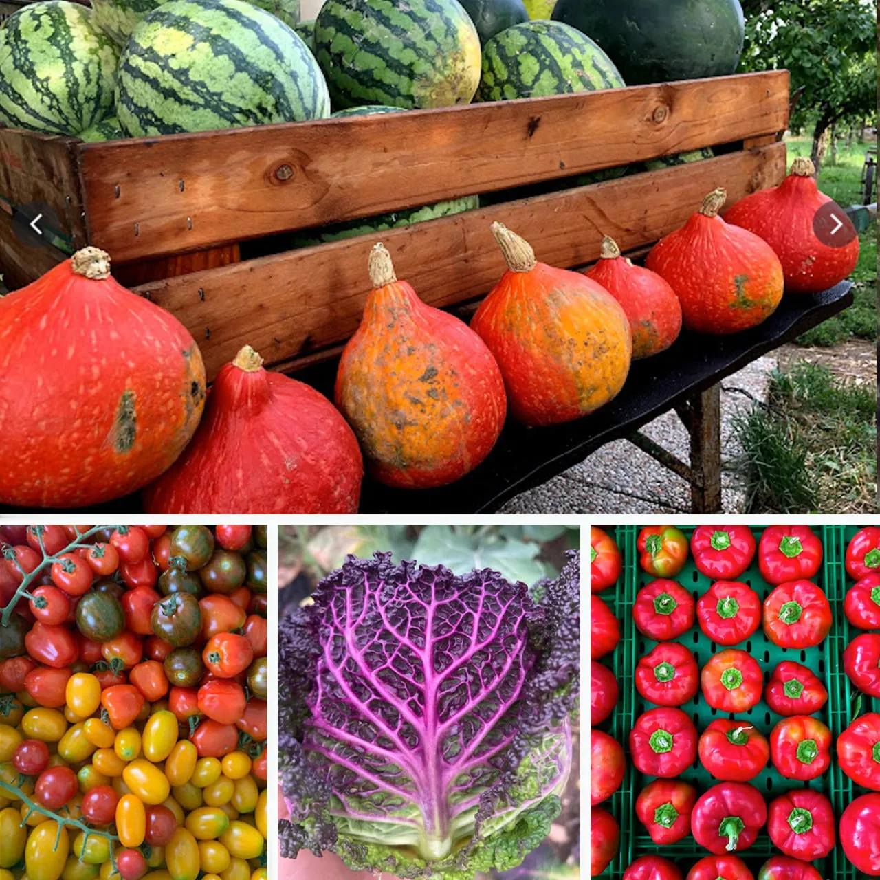 Azienda Agricola La Bongiovanna